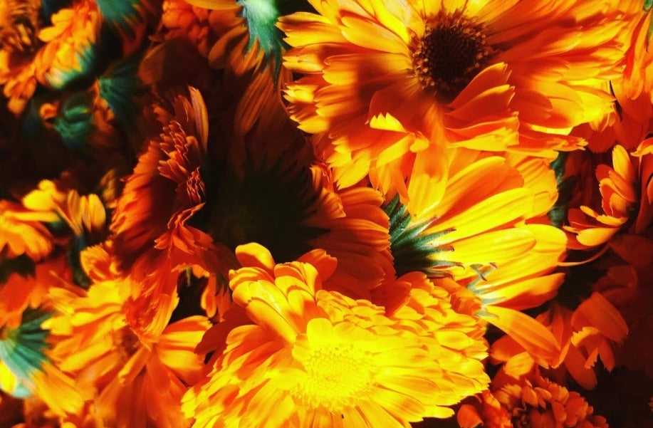 Natural Skincare Brands. Lyonsleaf, Home grown Calendula