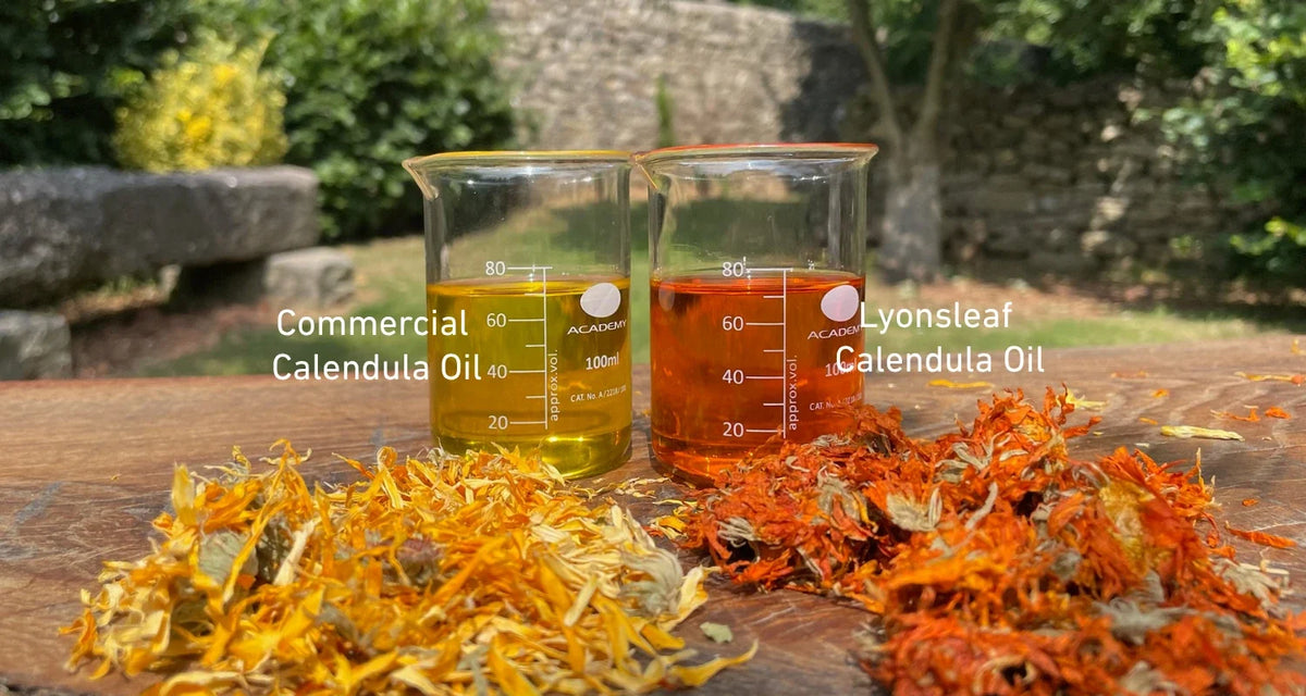 Our calendula oil (right) beside a commercial calendula oil (left). The deep orange comes from the flowers' natural pigments.